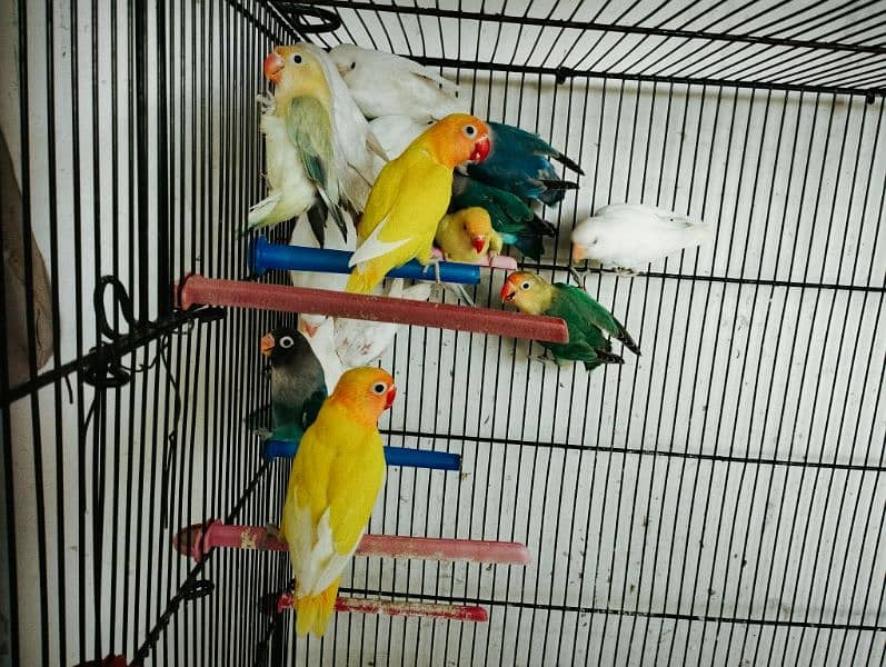 Best Quality Love Bird Home Breed for Sale 4