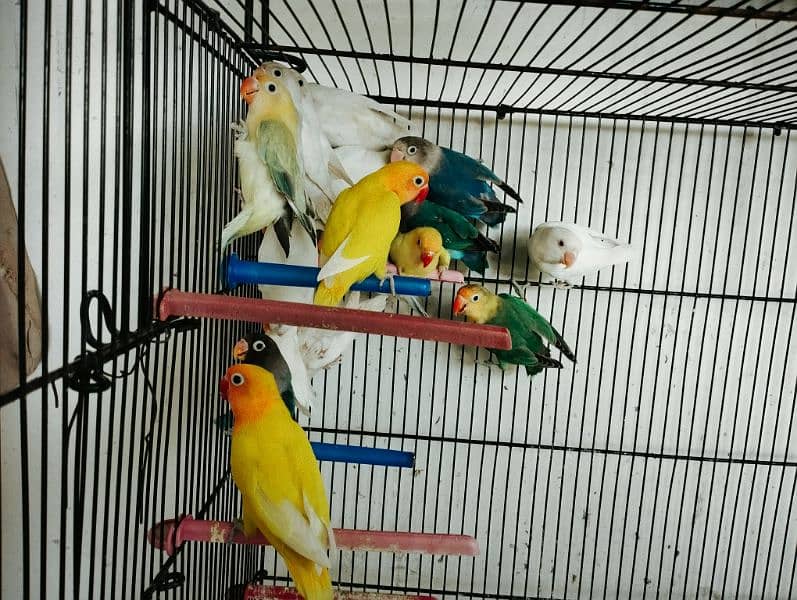 Best Quality Love Bird Home Breed for Sale 5