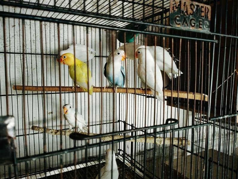 Best Quality Love Bird Home Breed for Sale 6
