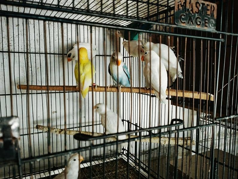 Best Quality Love Bird Home Breed for Sale 7