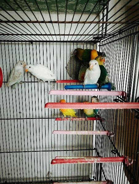 Best Quality Love Bird Home Breed for Sale 8