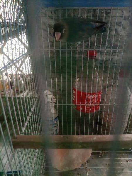 finches: snow White, blue fisher male , grey java, strawberry finch 0