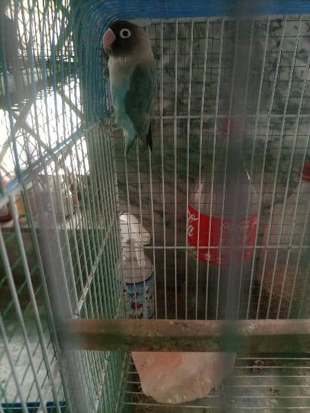 finches: snow White, blue fisher male , grey java, strawberry finch 1