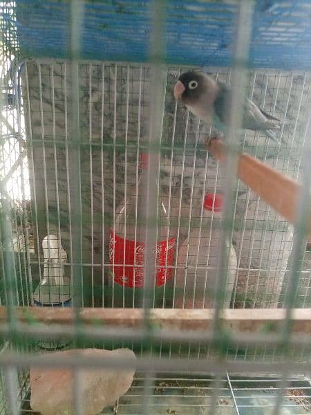 finches: snow White, blue fisher male , grey java, strawberry finch 2