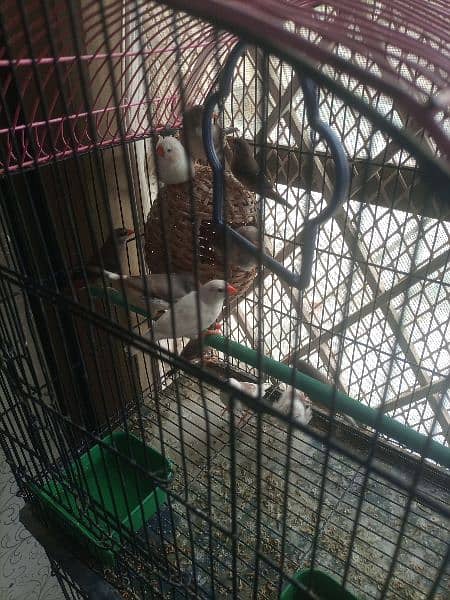 finches: snow White, blue fisher male , grey java, strawberry finch 4