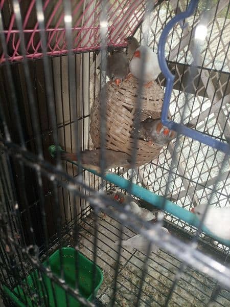 finches: snow White, blue fisher male , grey java, strawberry finch 6