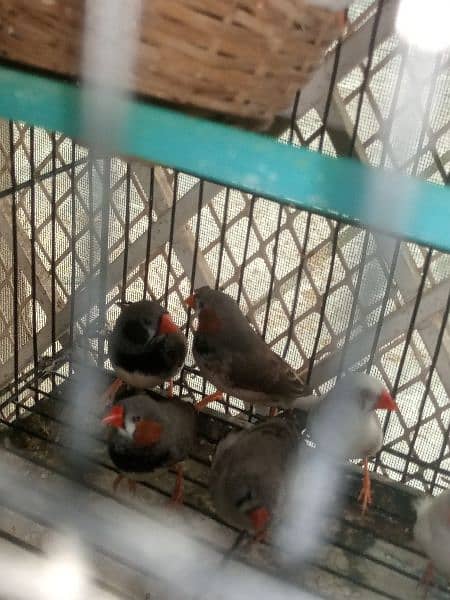finches: snow White, blue fisher male , grey java, strawberry finch 9