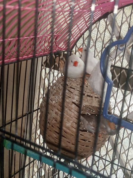 finches: snow White, blue fisher male , grey java, strawberry finch 10