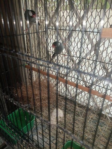 finches: snow White, blue fisher male , grey java, strawberry finch 13