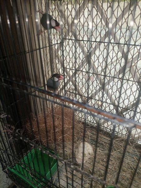 finches: snow White, blue fisher male , grey java, strawberry finch 15