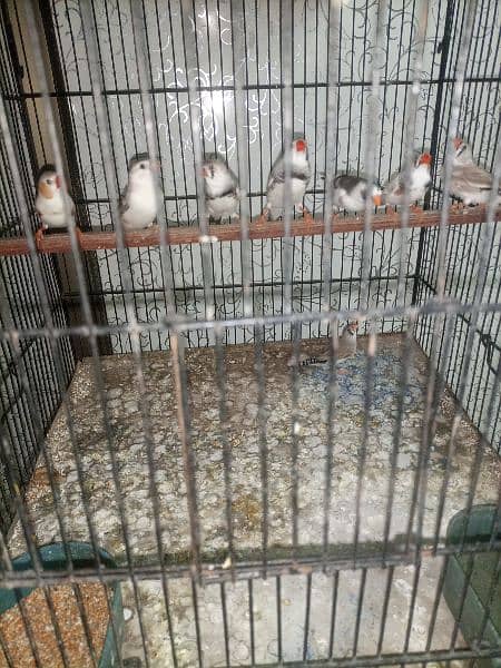 finches: snow White, blue fisher male , grey java, strawberry finch 17