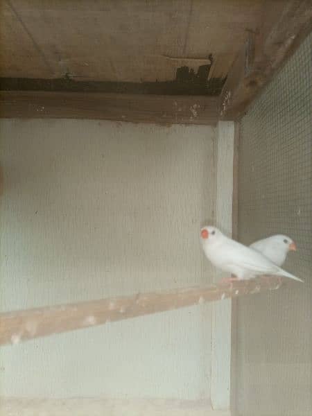 finches: snow White, blue fisher male , grey java, strawberry finch 19