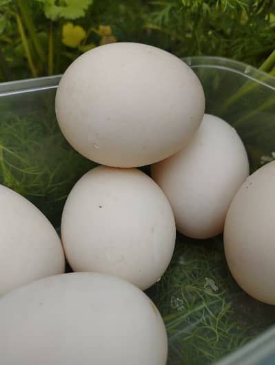 Ducks fertile eggs are available for sale