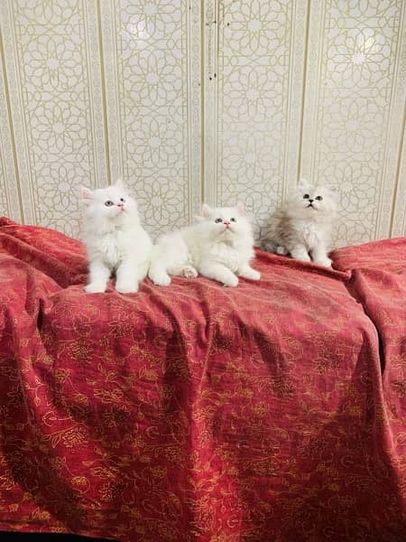 Persian kitten 12