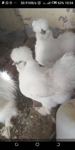 White Silkie A++ quality set and pigeon pairs for sale