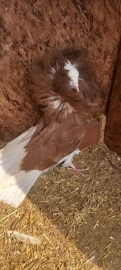 A one quality Jackobin female , pair, black Danish,  pouter for sale