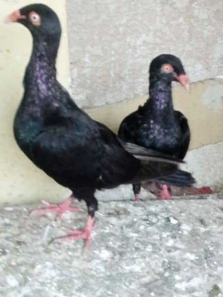 A one quality Jackobin pigeon , white,nlack Danish,  pouter for sale 1