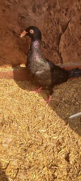A one quality Jackobin pigeon , white,nlack Danish,  pouter for sale 2