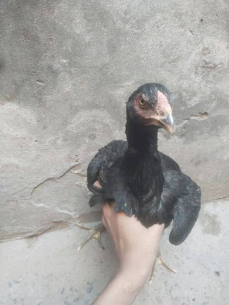 Hen for sale 1