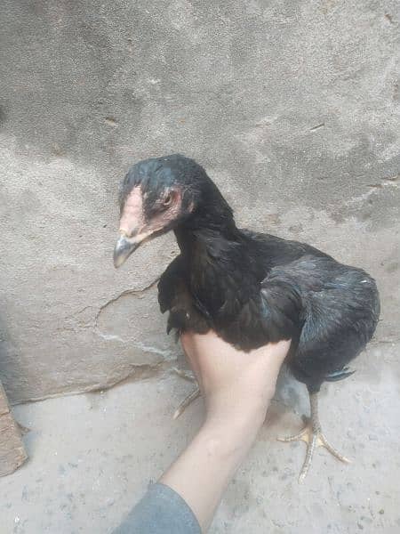 Hen for sale 2