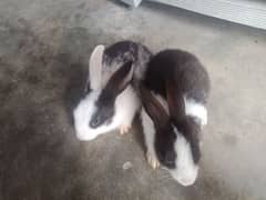 rabbit in for sale