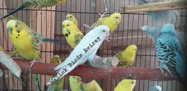 Adult Budgerigar for sale -Malick Birds Aviray