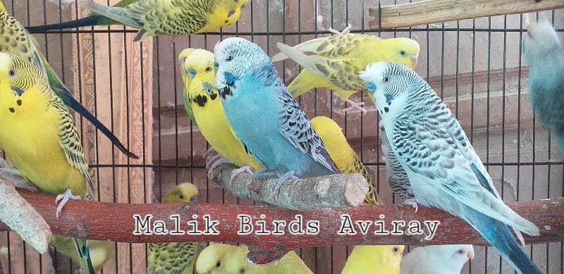 Adult Budgerigar for sale -Malick Birds Aviray 2