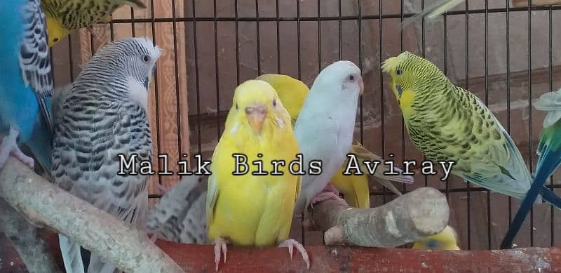 Adult Budgerigar for sale -Malick Birds Aviray 3