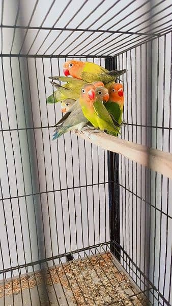 beautiful strong blood line birds for sale 3