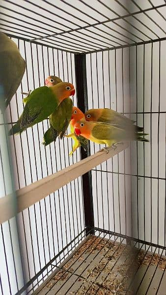 beautiful strong blood line birds for sale 5