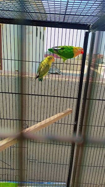 beautiful strong blood line birds for sale 8