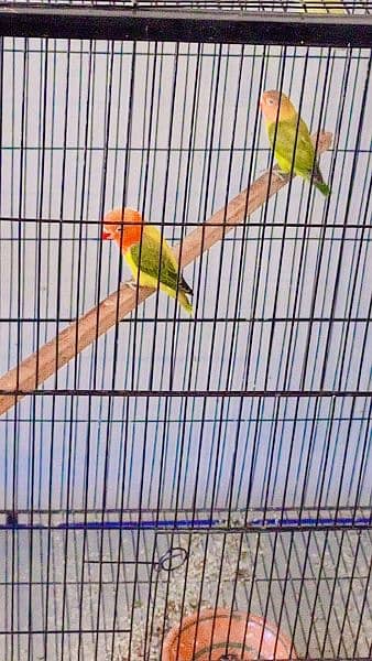 beautiful strong blood line birds for sale 12