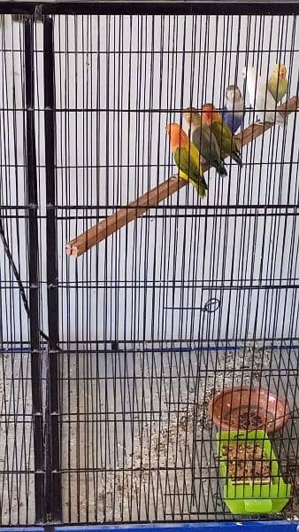 beautiful strong blood line birds for sale 13