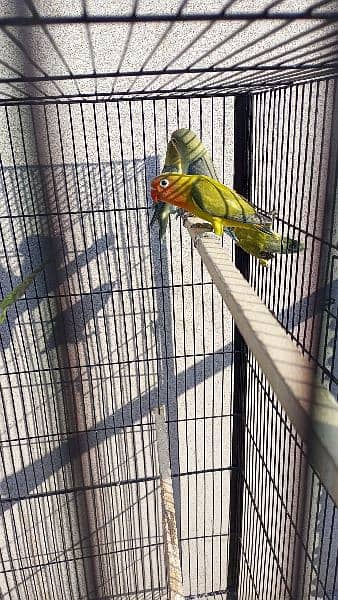 beautiful strong blood line birds for sale 15