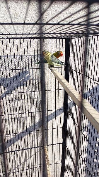 beautiful strong blood line birds for sale 16