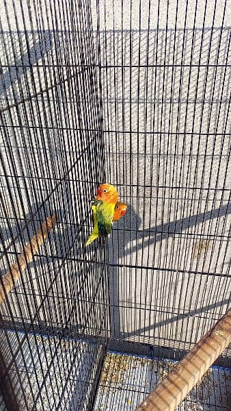 beautiful strong blood line birds for sale 17