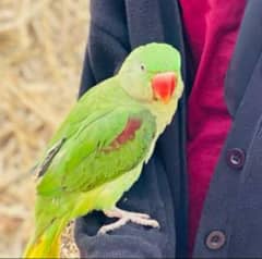 Green Parrot 2 years age