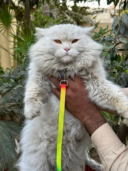Persian Male Cat 5