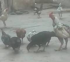 Aseel Hens and Roosters