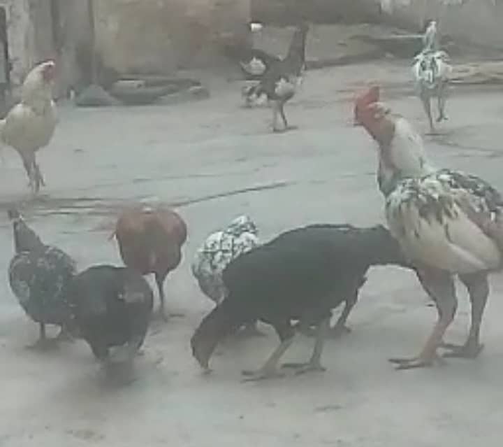Aseel Hens and Roosters 0