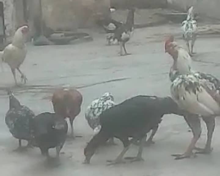 Aseel Hens and Roosters 1