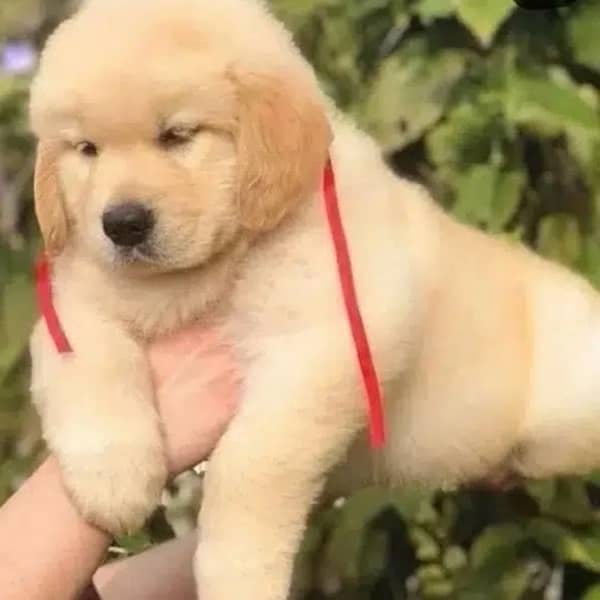 imported Golden retriever kcp pedigree puppies available 0