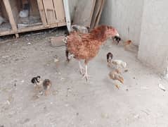 3 aseel hens with  18 chiks