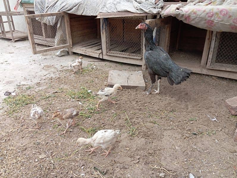 3 aseel hens with  18 chiks 1