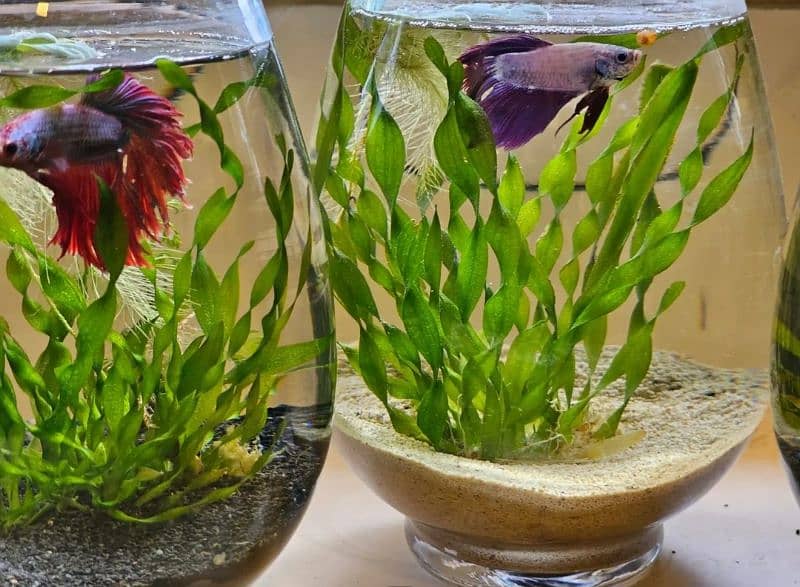 Fish imported crystal clear bowl /planted bowl/ betta fish 0