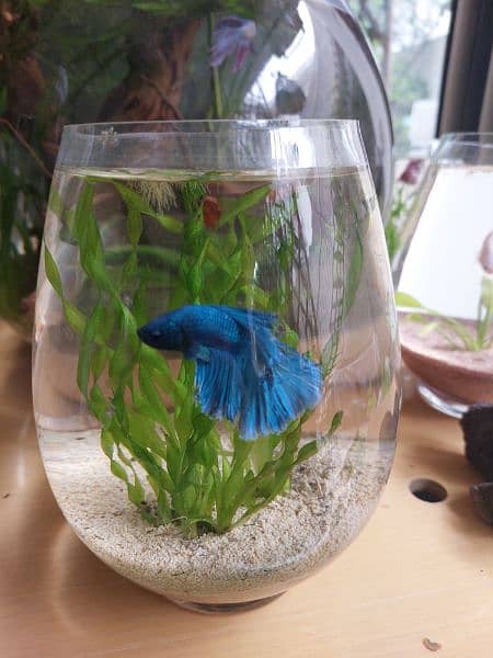 Fish imported crystal clear bowl /planted bowl/ betta fish 2