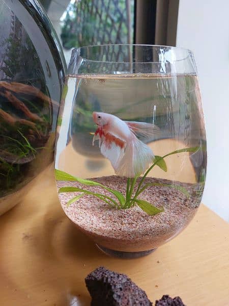 Fish imported crystal clear bowl /planted bowl/ betta fish 5
