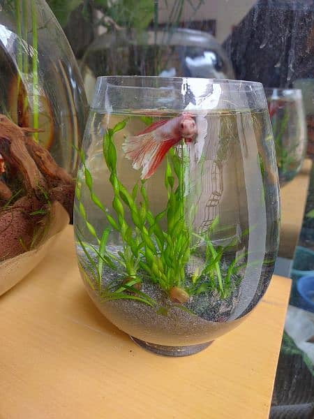 Fish imported crystal clear bowl /planted bowl/ betta fish 6