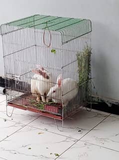 Rabbit Pair Available