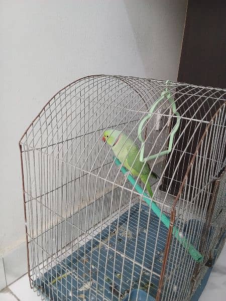 green parrot 1